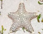 Photo Choc Chip (Knob) Sea Star, striped 