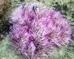 Photo Beaded Sea Anemone (Ordinari Anemone), spotted 