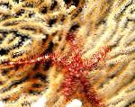 Photo Sponge Brittle Sea Star, red 
