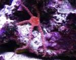 Photo Serpent Sea Star, Fancy Red, Southern Brittle Star, red 