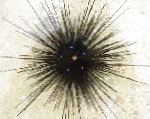 Photo Longspine Sea Urchin, black 