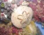Photo Sand Dollar (Sea Biscuit), light blue urchins