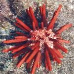 Photo Pencil Urchin, red 