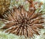 Short-Soined Urchin (Rock Urchin)