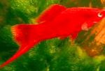 Bilde Swordtail, rød