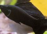Фото Моллинезия парусная (Пецилия высокоплавничная, Пецилия флаговая), черный
