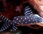Synodontis Angelicus Bagre