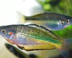 Murray Ποτάμι Rainbowfish