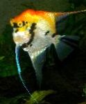 kuva Angelfish Scalare, Sekalainen