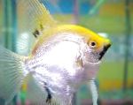 Photo Angelfish scalare, Silver