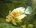 Photo Volitan Lionfish, Striped
