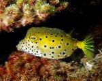 Photo Boxfish Cubicus, chonaic