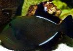 Hawaiian Črna Triggerfish