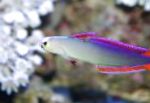 Лилаво Firefish, Украсена Dartfish
