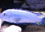 Polvere Blu Cichlid