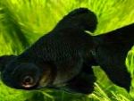 Фото Золотая рыбка, черный