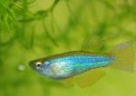 Photo Blue-Green Procatopus, Light Blue