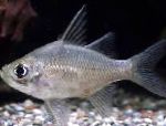 Milzu Glassfish
