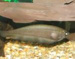 African Knife Fish