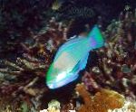 Bleekers Parrotfish, Zaļš Parrotfish
