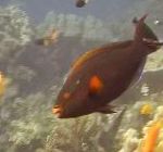 Patumšs Parrotfish