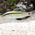 Kreska-Kropka Goatfish I-Żółty Powrotem (Goatfish)