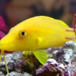 Goldsaddle Goatfish (Жълто Goatfish)