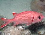 Con Bordes De Color Blanco (Soldierfish Blotcheye)