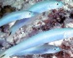 Blue Hrúz Dartfish