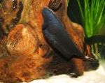 Μαύρο Φάντασμα Μαχαίρι Ψάρια