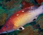 Red Diana Hog Fish
