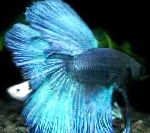 Nuotrauka Siamo Gesinimo Žuvys, šviesiai mėlynas