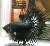 სურათი Siamese საბრძოლო თევზი, შავი