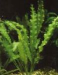 სურათი Aponogeton Undulatus, მწვანე 