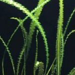 照 水蕹科Longiplumulosus, 绿 
