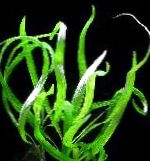 სურათი Hygrophila Corymbosa Angustifolia, მწვანე 
