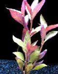 foto Alternanthera Lilacina, Vermelho 
