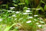 渦巻きチドメグサ属などの丸い葉の草、湿地チドメグサ属などの丸い葉の草