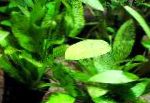 Echinodorus Ozelot მწვანე