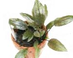 სურათი Cryptocoryne Griffithii, მწვანე 