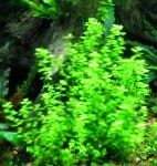 Nuotrauka Micranthemum Umbrosum, žalias 