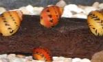 红色斑点蜗牛