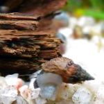 Bilde Melanoides Granifera, brun musling