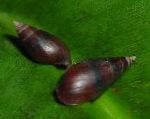 foto Melanopsis Praemorsa, bruin mossel