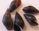 Fil Melanopsis Praemorsa, svart mussla