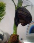 фотографија Mystery Snail, Apple Snail, црн шкољка