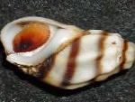 フォト MelanopsisのCostata, ストライプ ハマグリ