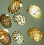 foto Fiume Nerite Theodoxus, beige mollusco