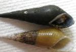 სურათი გრძელი ცხვირი Snail, კრემისფერი მოლუსკები