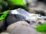 φωτογραφία Κεράσι Γαρίδες, μπλε γαρίδα
